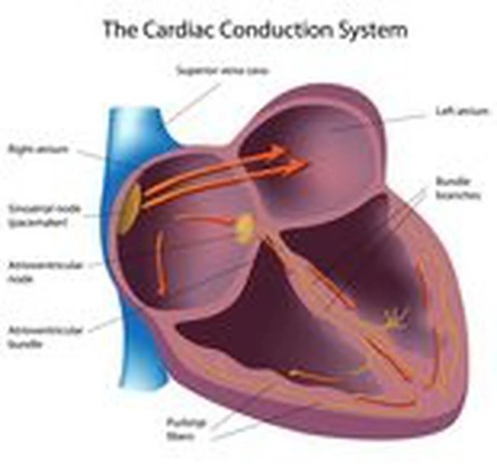 Physiology electrical heart activity ganong medical review cardiac conduction sequence system heartbeat spread normal conducting figure 24th edition doctorlib info