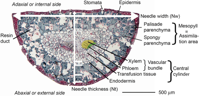 Pine needle cross section labeled