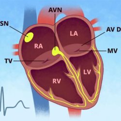 Ip 2.0 electrical activity of the heart