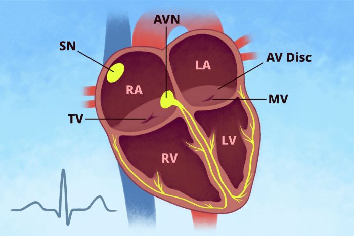 Ip 2.0 electrical activity of the heart