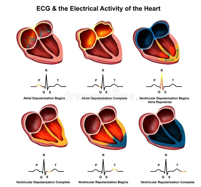 Ip 2.0 electrical activity of the heart