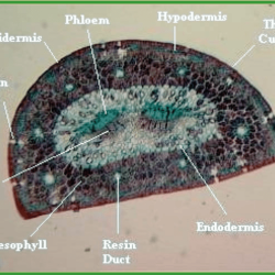 Pine needle cross section labeled