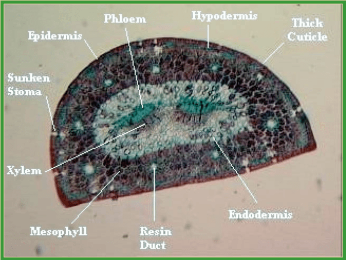 Pine needle cross section labeled