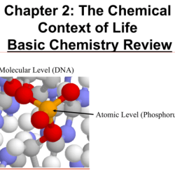 Chapter 2 active reading guide the chemical context of life