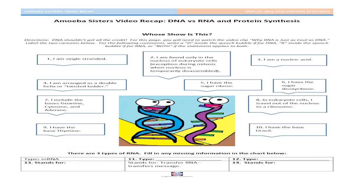 Amoeba sisters video recap answers dna vs rna