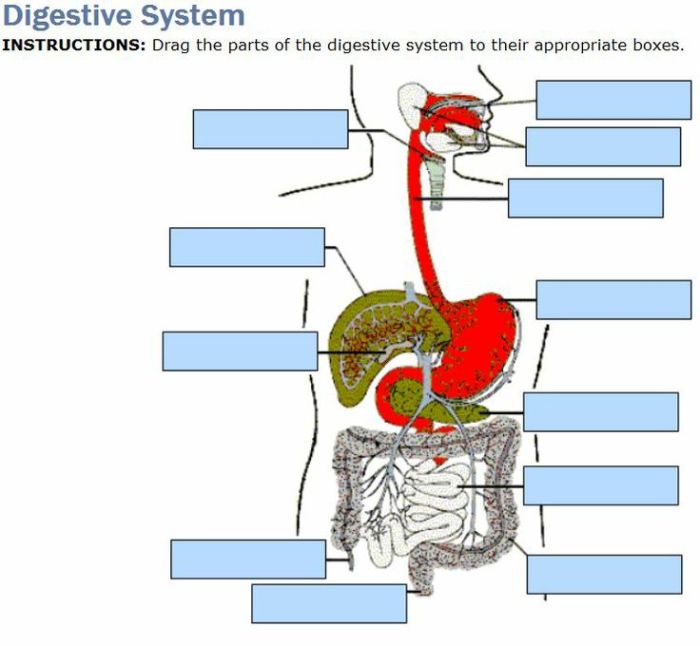 Match the digestive organs with their functions.