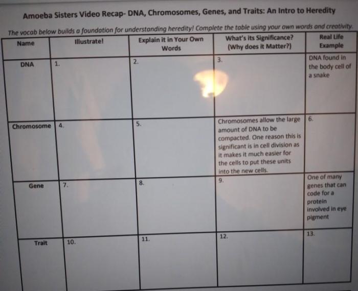 Amoeba sisters video recap answers dna vs rna