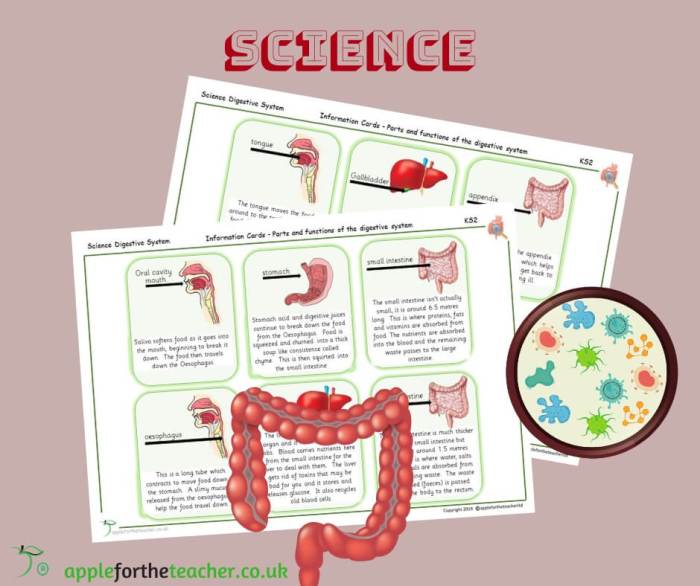 Match the digestive organs with their functions.