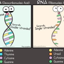 Amoeba dna replication