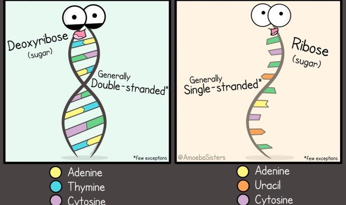 Amoeba dna replication