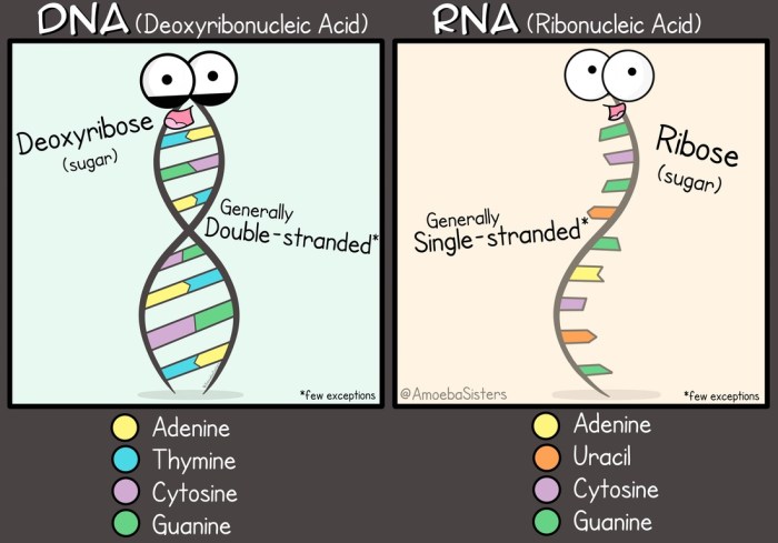 Amoeba dna replication