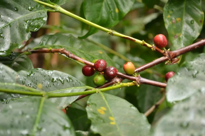 Bean cherries howstuffworks tree