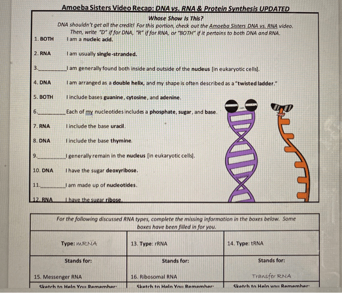 Amoeba sisters video recap answers dna vs rna