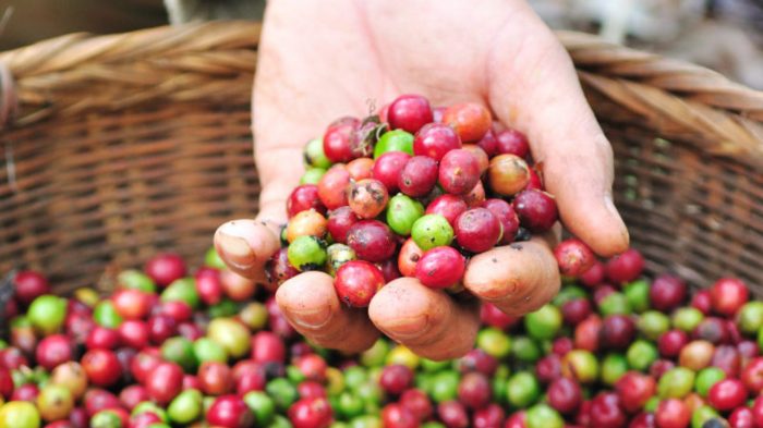 Every 100 kilograms of harvested coffee cherries yields